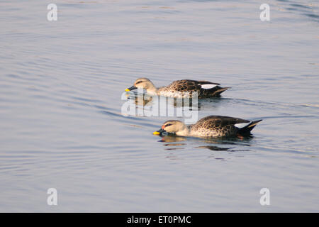 Spot ; oiseaux bec duck anas poecilorhyncha piscine paire dans l'étang ; ; ; Inde Rajasthan Bharatpur Banque D'Images