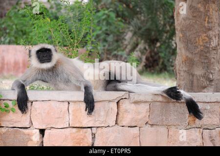 Langur gris, langur Hanuman, singe Hanuman, détente sur le mur, Jodhpur, Rajasthan, Inde Banque D'Images