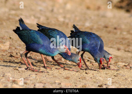 Oiseaux de Moorhen violets se nourrissant, marécages à tête grise, Porphyrio poliocephalus, Jodhpur, Rajasthan, Inde, Asie Banque D'Images