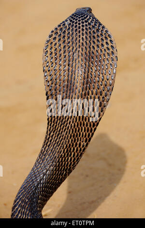 Cobra snake en position agressive ; Inde Rajasthan ; Banque D'Images