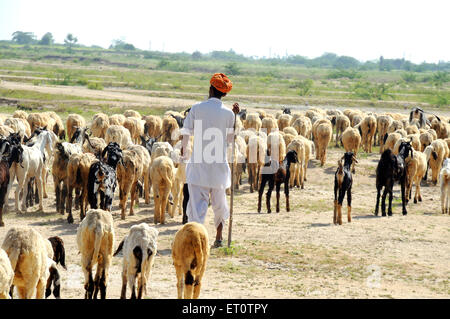 Berger marchant avec des chèvres et des moutons à Pushkar ; Rajasthan ; Inde ; Asie ; Indien ; Asiatique Banque D'Images
