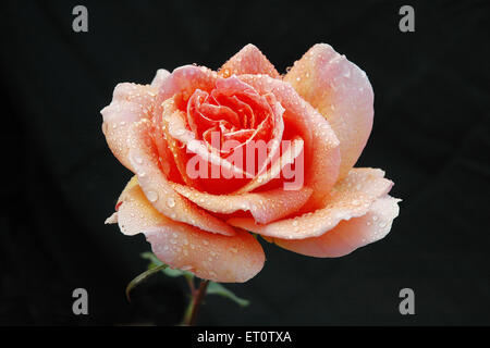 Rose avec gouttes d'eau sur fond noir Banque D'Images