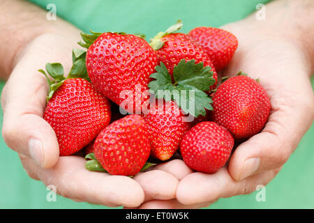 Les fraises sur les mains. Banque D'Images