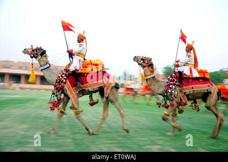 Parade de chameaux ; Jodhpur ; Rajasthan ; Inde Banque D'Images