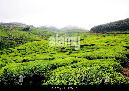 Jardins de thé de munnar hill station ; Kerala Inde - msa 176194 ; Banque D'Images