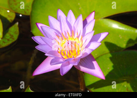 lotus, nelumbo nucifera, lotus indien, lotus sacré, haricot de l'inde, haricot égyptien Banque D'Images