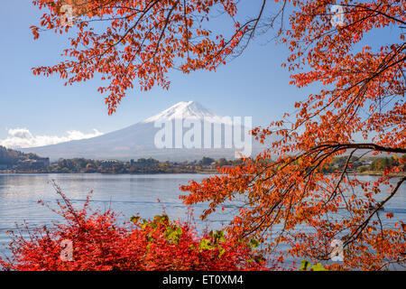 Mt. Fuji, Japon au lac Kawaguchi durant la saison d'automne. Banque D'Images