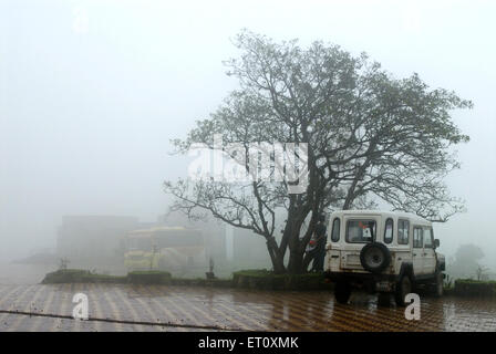 Arbre et véhicule dans la brume ; Malshej Ghat ; Maharashtra ; Inde ; Asie Banque D'Images