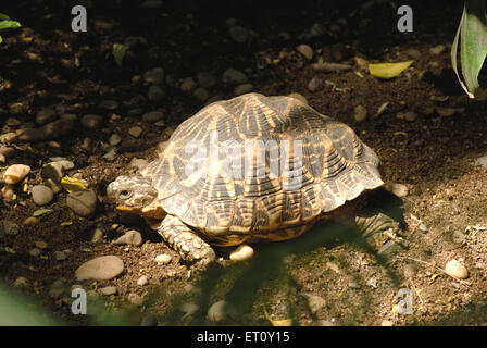 Tortue Geochelone elegans star indienne reptiles snake park Rajiv Gandhi Zoological Park wildlife research Katraj Pune Inde Banque D'Images