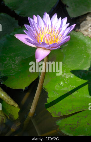 lotus, nelumbo nucifera, lotus indien, lotus sacré, haricot de l'inde, haricot égyptien Banque D'Images