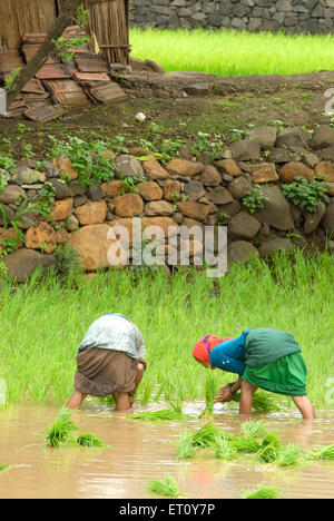 Les semis des cultures de riz dans les rizières Madh Malshej Ghat ; ; ; ; Maharashtra Inde Banque D'Images