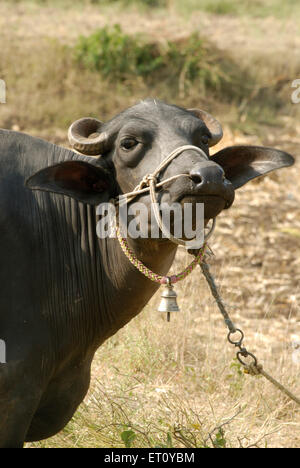 buffalo égalité debout, Donje, Pune, Maharashtra, Inde Banque D'Images