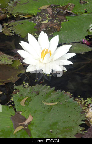 lotus, nelumbo nucifera, lotus indien, lotus sacré, haricot de l'inde, haricot égyptien Banque D'Images