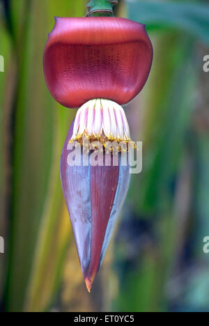 fleur de banane, fleur de banane Banque D'Images