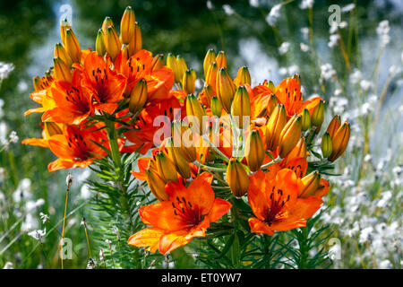 Lily lilium bulbiferum, Lys, Lys Orange, feu, Lily belle fleurs de jardin Banque D'Images