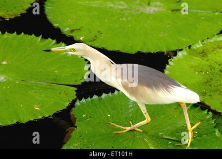 Heron ardeola grayii Indian Pond marche sur feuille de lotus ; Saras Baug ; Pune Maharashtra ; Inde ; Banque D'Images