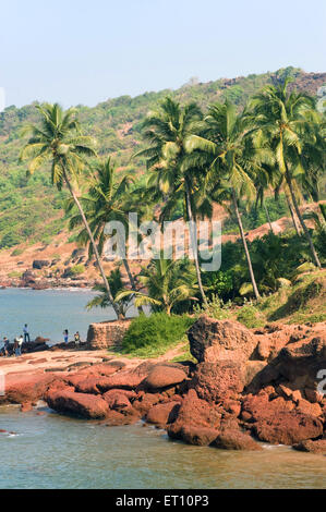Cocotiers hill et des pierres sur la plage d'Anjuna Goa ; Inde ; Banque D'Images