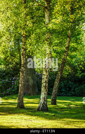 Soir lumière brille à travers le feuillage d'un bosquet de bouleaux d'argent dans les bois de la Bowood Estate dans le Wiltshire. Banque D'Images