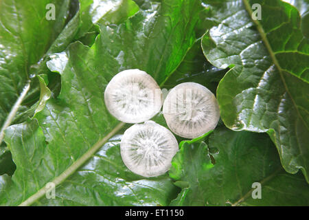 Légumes verts ; ronde tranches de radis Raphanus sativa muli sur les feuilles Banque D'Images
