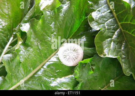 Légumes verts ; ronde tranche de radis Raphanus sativa muli sur les feuilles Banque D'Images