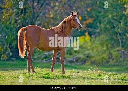 Chestnut Arabian Horse, Yearling debout dans une prairie d'herbe verte Banque D'Images