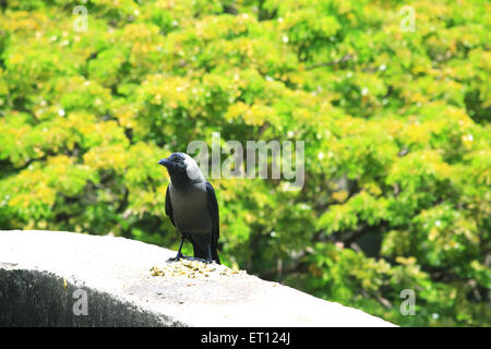 Crow assis sur un mur Banque D'Images