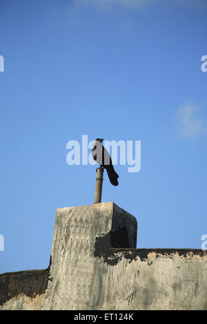 Crow assis sur un poteau Banque D'Images