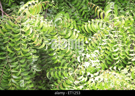 Azadirachta indica, feuilles de neem, feuilles de nimtree, feuilles de lilas indiennes, feuilles de margosa Banque D'Images