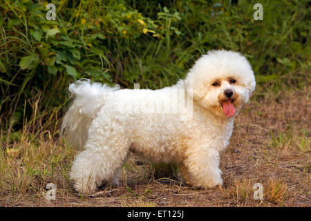 Chien Bichon Frise l'article sur le sentier, la lumière du soleil, le soir,profil Banque D'Images