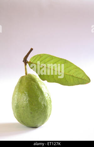 Fruit de la goyave , Psidium guajava , fruits à feuille verte sur fond blanc Banque D'Images