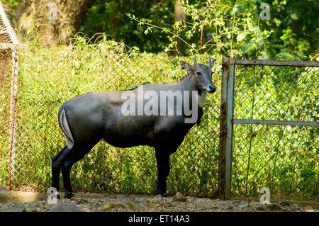 Nilgai Boselaphus tragocamelus Banque D'Images