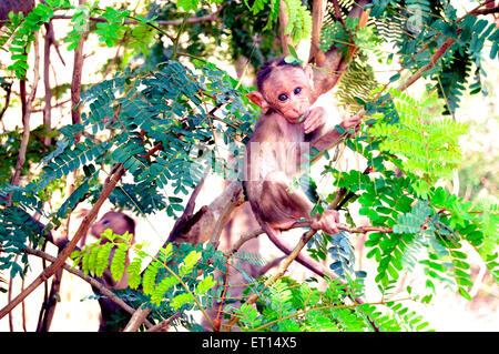 Jeune singe assis sur l'arbre ; inde ; asie Banque D'Images