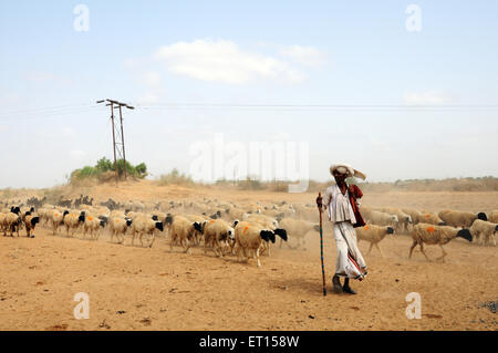 Berger ou Sheepherder avec troupeau de brebis, Bhuj, Kutch, Gujarat, Inde, Asie Banque D'Images