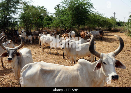 Vaches dans abri de vache, troupeau de vaches, Bhuj, Kutch, Gujarat, Inde Banque D'Images