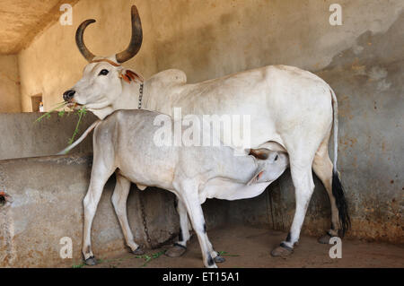 Lait de veau de vache, vaches dans un abri de vache, Bhuj, Kutch, Gujarat, Inde Banque D'Images