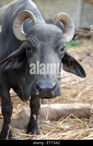 buffalo, vaches dans un abri de vache, Bhuj, Kutch, Gujarat, Inde Banque D'Images