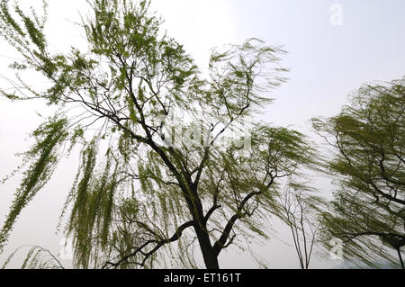 Saule pleurant, Salix babylonica, saule Babylone, plante, arbre, Palais d'été, Xinjiangongmen Road, quartier de Haidian, Beijing, Chine, Chinois Banque D'Images