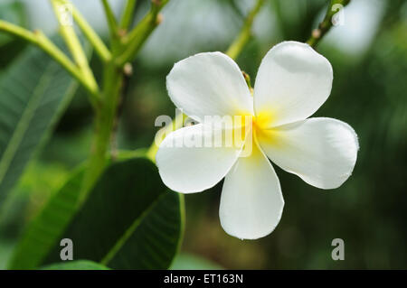 Fleur de champa blanc ; Magnolia champaca ; fleurs de champak Banque D'Images