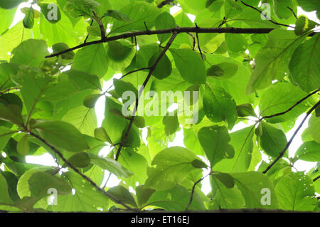 feuilles vertes Banque D'Images