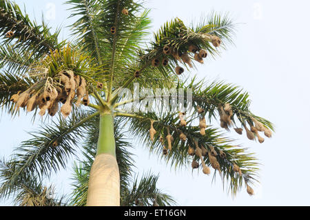 Baya weaver nest ; Inde Banque D'Images