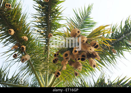 Baya weaver nest ; Inde Banque D'Images