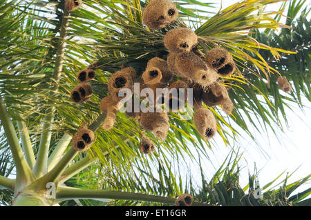 Baya weaver nest ; Inde Banque D'Images