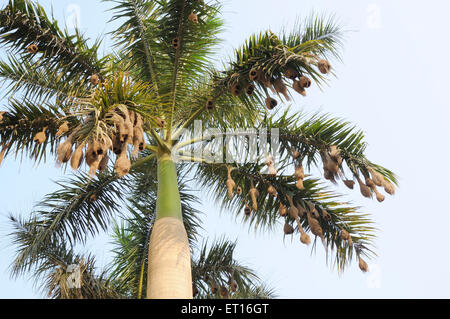 Baya weaver nest ; Inde Banque D'Images