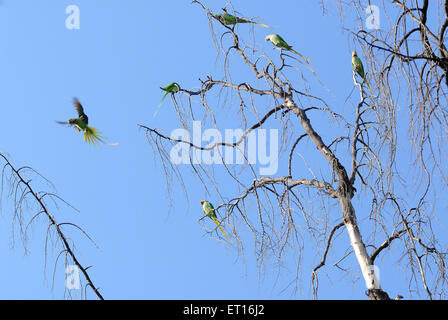 Perroquets sitting on tree ; Inde Banque D'Images