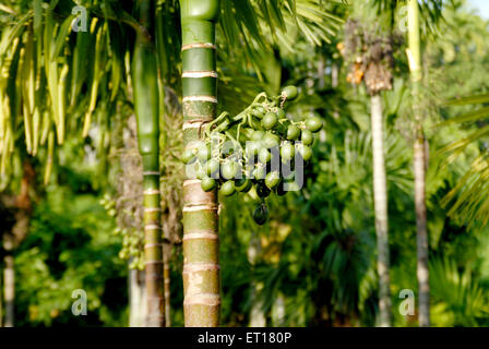 Areca catechu, arbre de bétel, arbre de noix de bétel, arbre de noix d'areca, Port Blair, Île Andaman du Sud, îles Andaman et Nicobar, Inde Banque D'Images