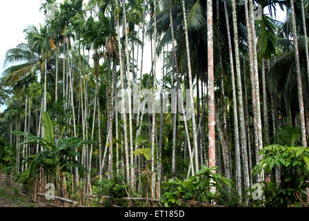 Areca catechu, areca Nut Tree, betel Nut Trees, Red Skin Island, Port Blair, Îles Andaman et Nicobar, territoire de l'Union, UT, Inde, Asie Banque D'Images