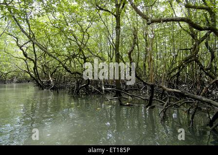 Racines de mangrove, îles Andaman, Port Blair, îles Andaman et Nicobar, territoire de l'Union de l'Inde, UT, Inde, Asie Banque D'Images