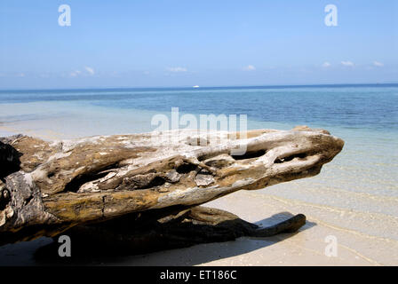 Le bois de grève comme le crocodile, la plage de Radhanagar, l'île de Havelock, Port Blair, les îles Andaman et Nicobar, le territoire de l'Union de l'Inde, UT, Inde, Asie Banque D'Images