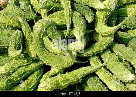 Gourde amère, Momordica charantia, melon amer, goya, pomme amère, courge amère, poire au baume, Banque D'Images