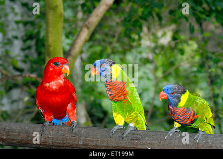 Macaw Bird, perroquet du Nouveau monde, volière du parc ornithologique de Jurong, Jurong, Singapour, Asie Banque D'Images